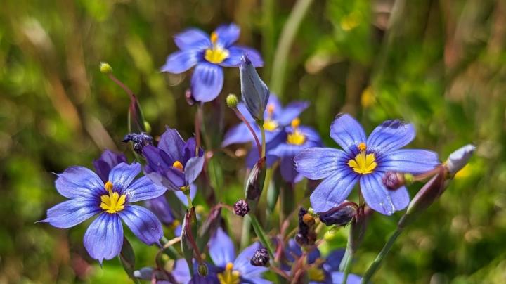 blue eyed grass flowers