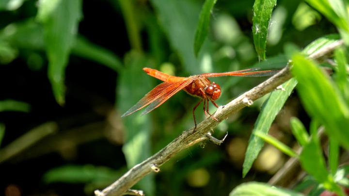 Flame Skimmer, Dragonfly 