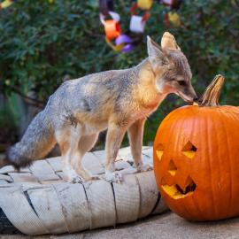 oc zoo halloween fox