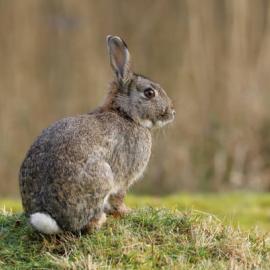 Cottontail rabbit sitting on grass