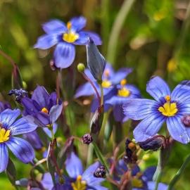 blue eyed grass flowers