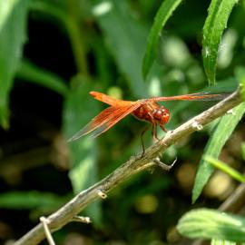 Flame Skimmer, Dragonfly 