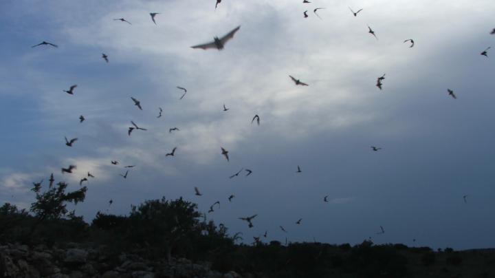 Bats: Heroes of the Night