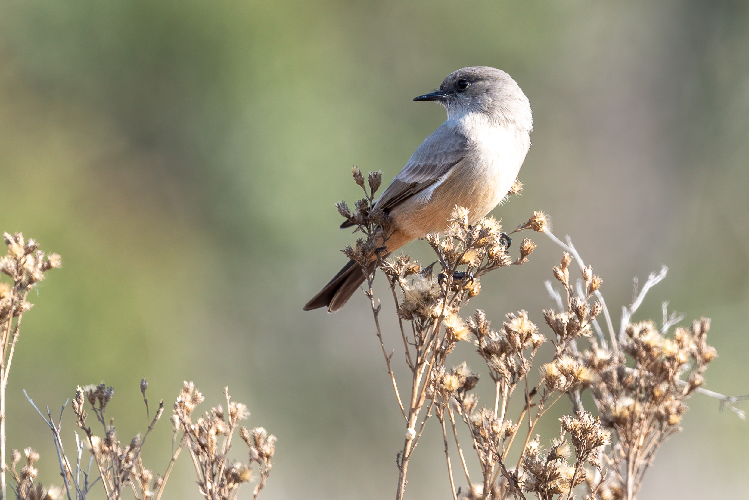 Birding Walk at Mile Square