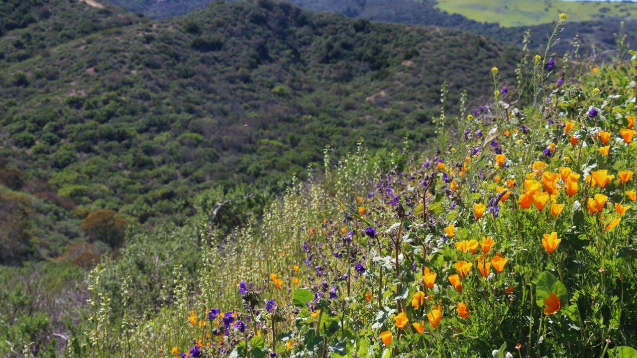 Explorers Hike: Serrano Ridge