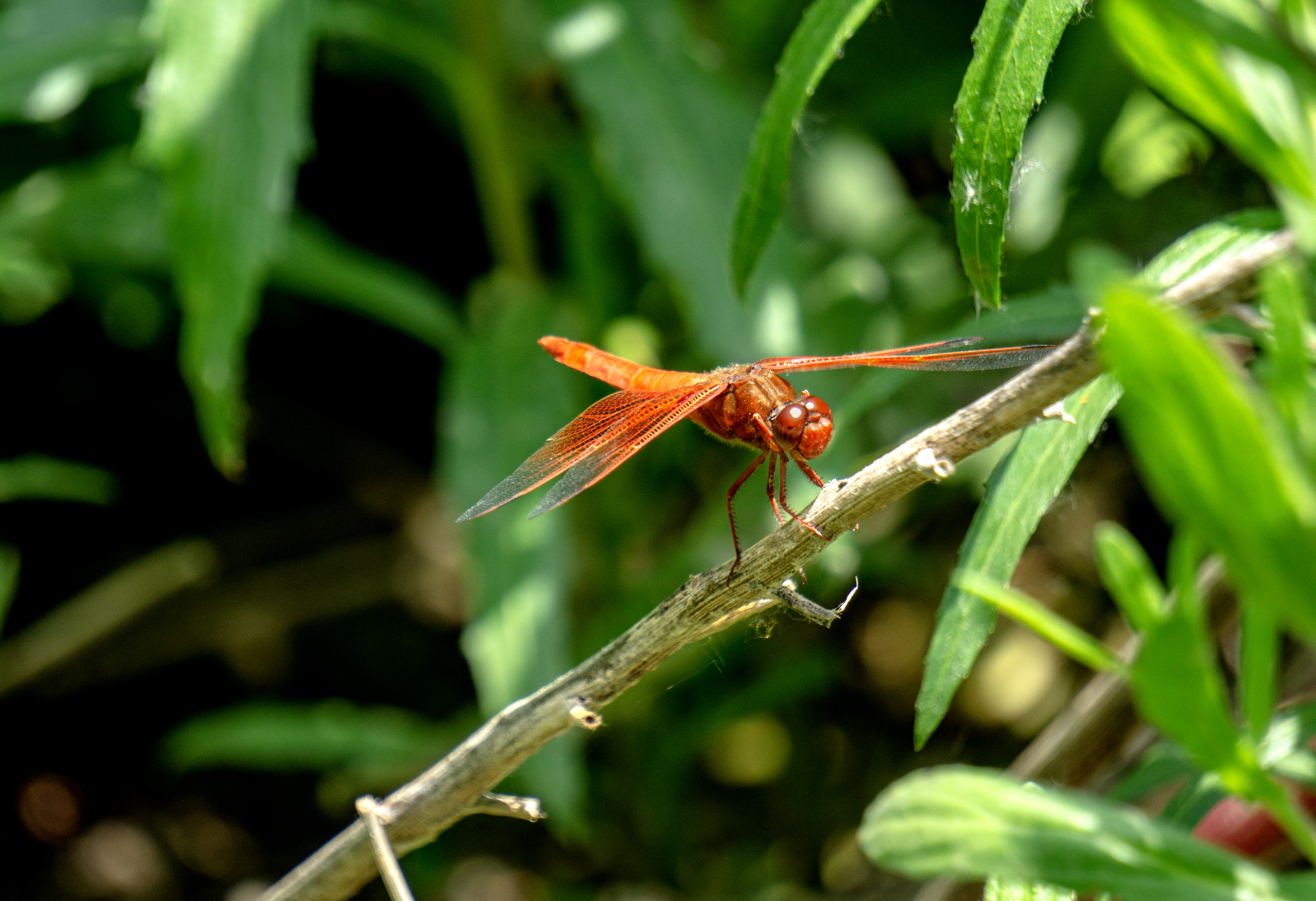 Backyard Bugs