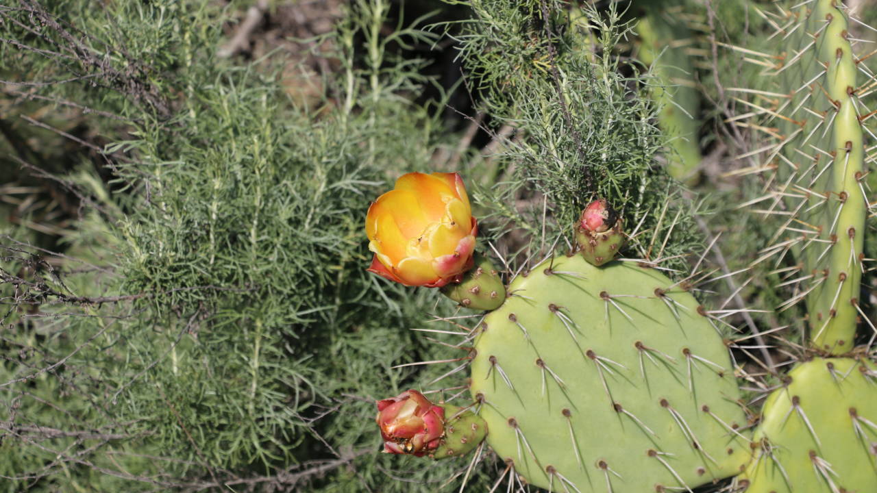 Native Plant and Wildflower Hike