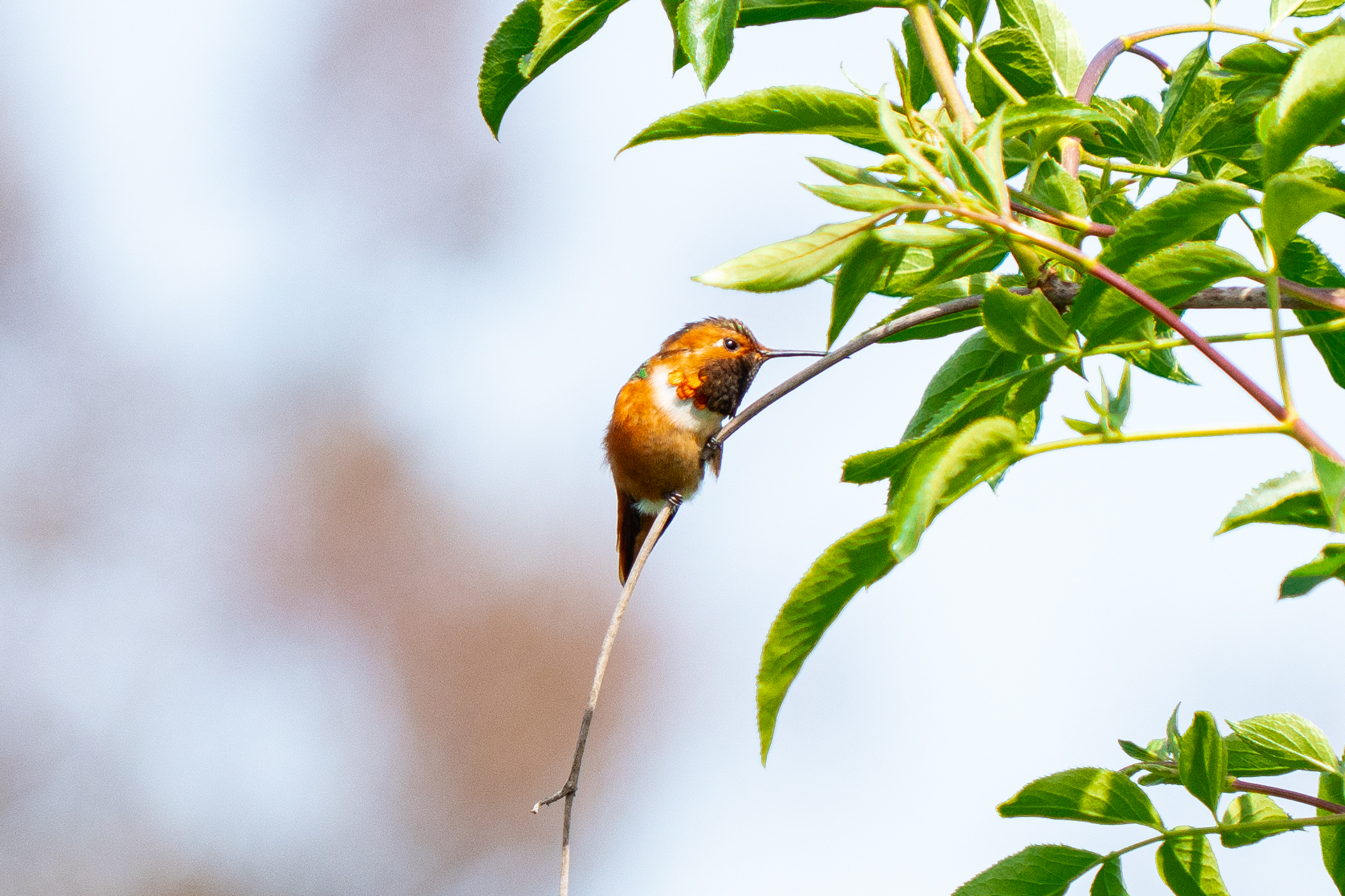 Birds of a Feather: Beginners Birding