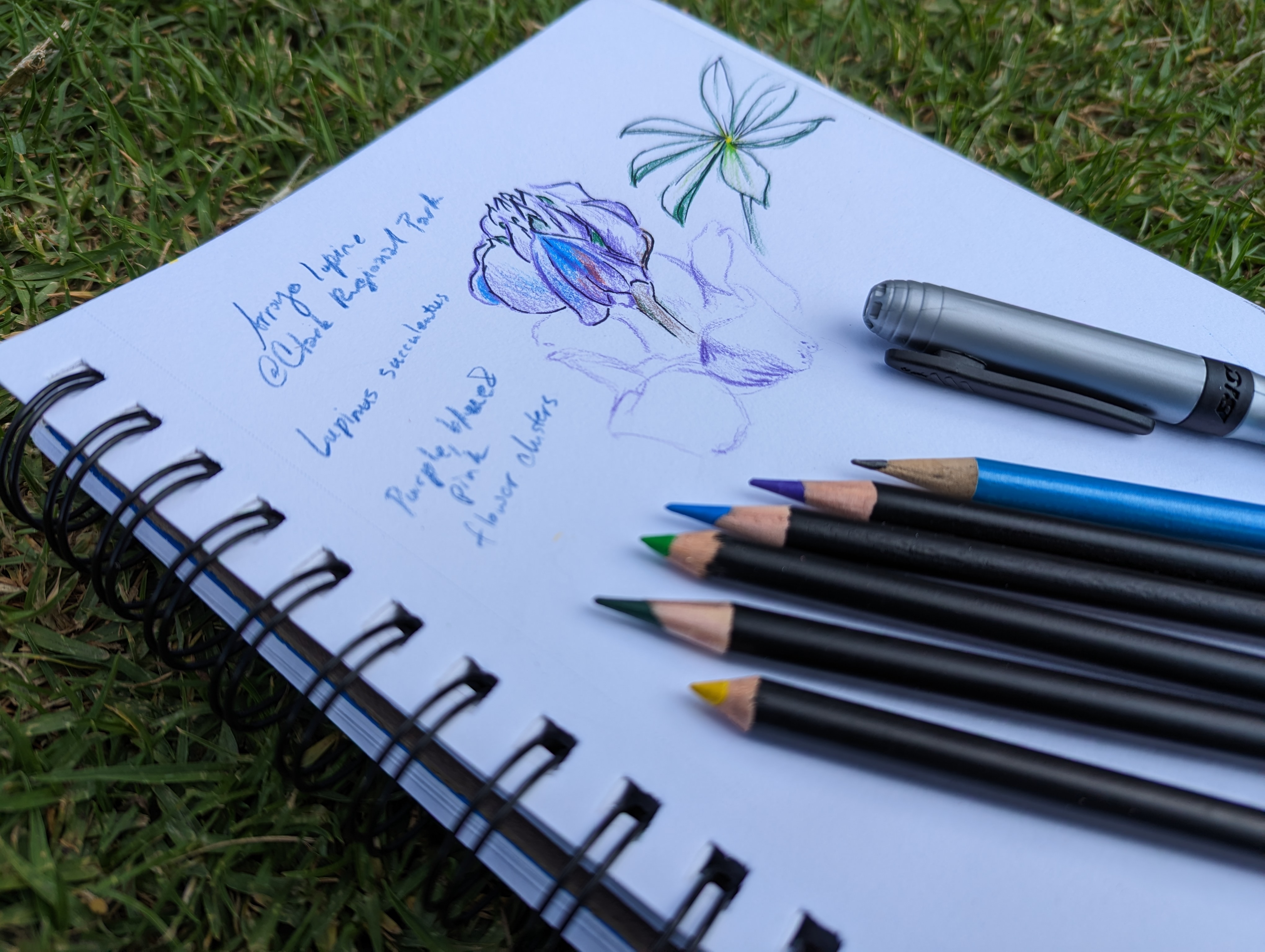 Nature Journaling at Craig Regional Park