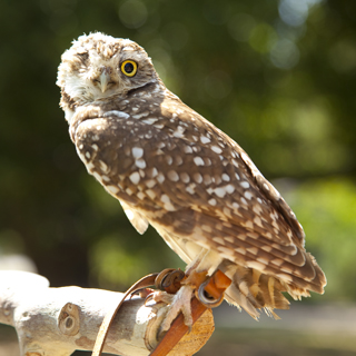 An owl at the zoo.