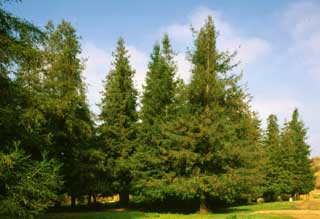 Trees at Carbon Canyon Park.