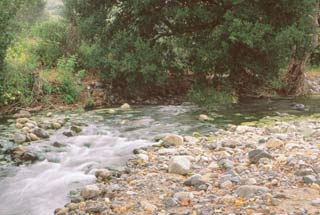 Stream and rocks within ONeill Park.