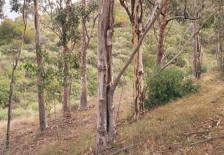 Trees along a hillside at Peters Canyon Park.