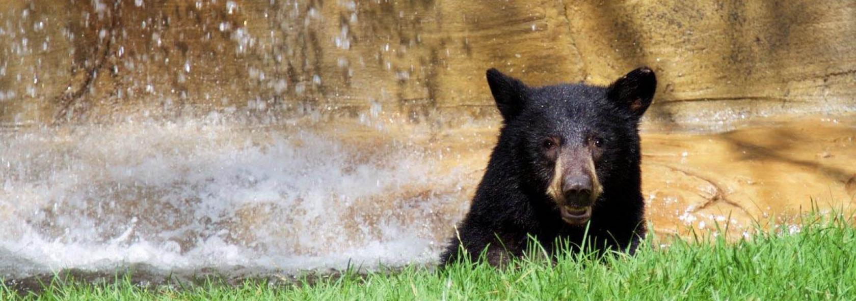 Bear's head under a waterfall in a zoo exhibit