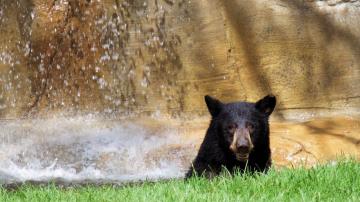 Bear's head under a waterfall in a zoo exhibit