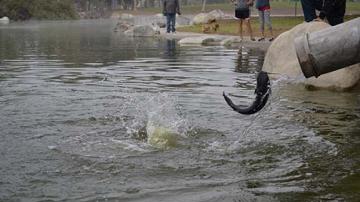 Single trout falling from a stocking tube into a lake.