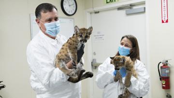 Supervisor Don Wagner and a zoo animal keeper, both in protective attire, each hold a small mountain lion kitten.