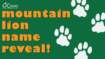 OC Zoo Mountain Lion Name Reveal Graphic - orange on green with white paw prints