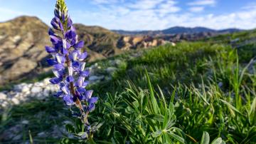 Arroyo lupine at Whiting Ranch Wilderness Park