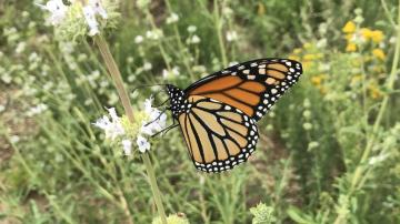 Nature Meditation Walk