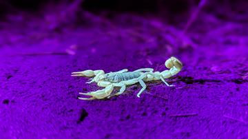 Parks After Dark: Santiago Oaks