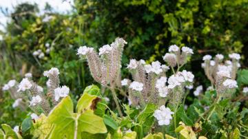 Walk and Wonder / Camina y Maravilla