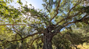 Arbor Day Tree Exploration