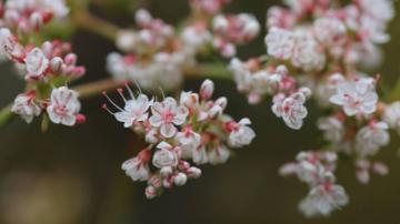 Plants Among Us: Learning About Plants at Red Rock Wilderness