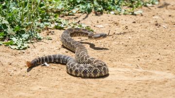 rattlesnake slithering across a trail