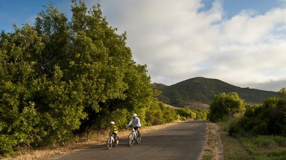 Family cycling on a paved trail near a tree with puffy clouds above