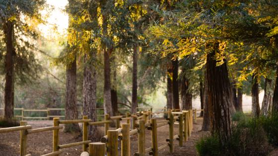 Redwood grove with wooden fenced walkway