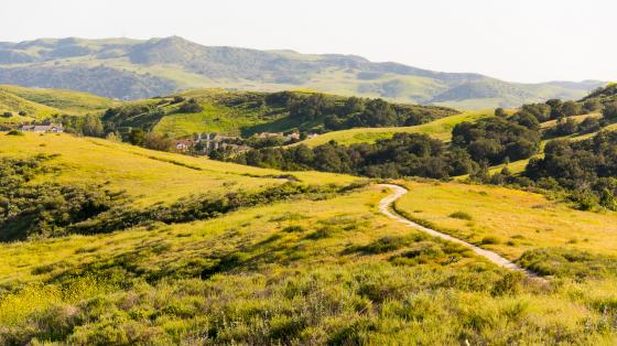 Trail running through rolling green hills