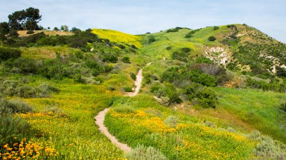 A trail on a green hill with orange poppies