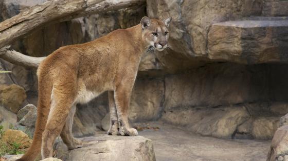 mountain lion stands on a rock exhibit