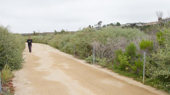 Man walking on a wide dirt path with coastal scrub alongside