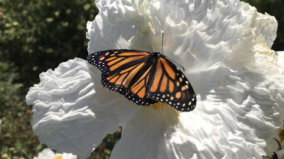 Monarch butterfly sits on a white poppy