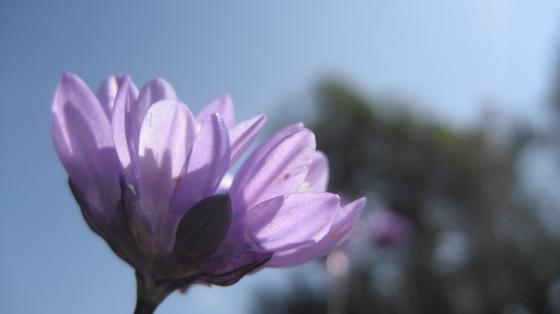 Flora Blue Dicks Wild Hyacinth flower
