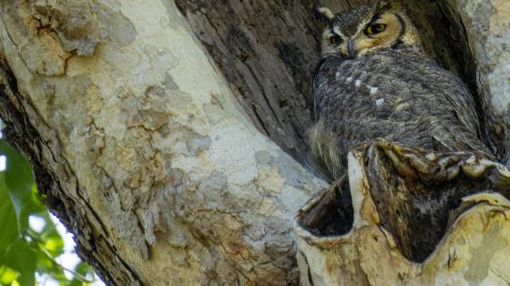 Great Horned Owl 2022
