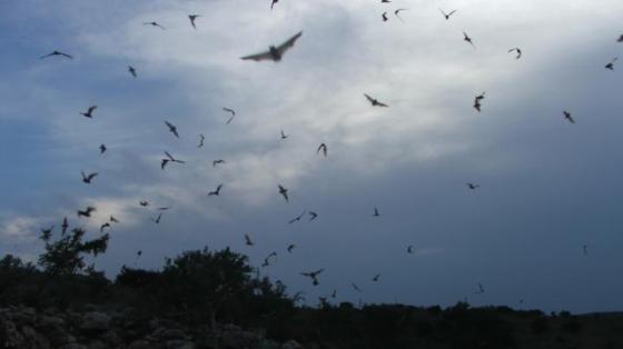 Bats, Heroes of the Night