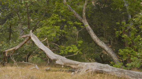 Tecate Cypress and Coast Live Oak Stewardship Day