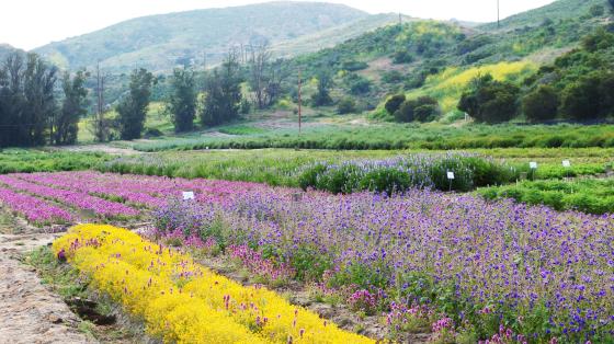 What’s Buzzing at the Native Seed Farm: Native Plants and their Pollinators