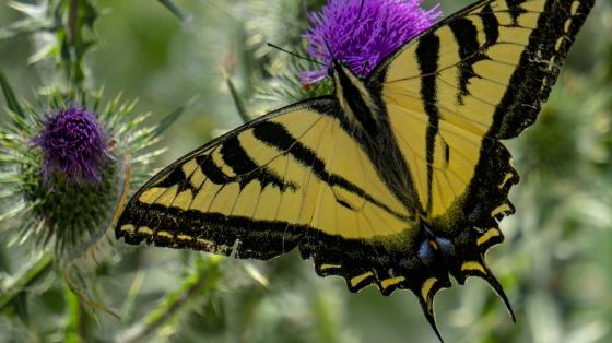Swallowtail butterfly Talbert Regional Park  