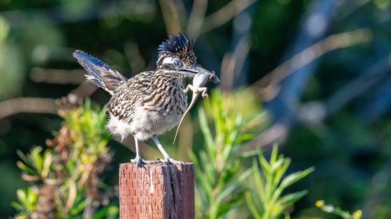 roadrunner with lizard