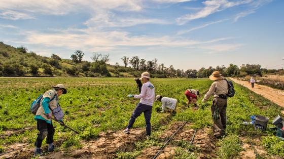 Native Seed Farm