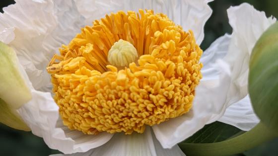 matilija poppy