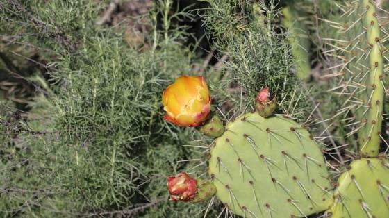 cactus