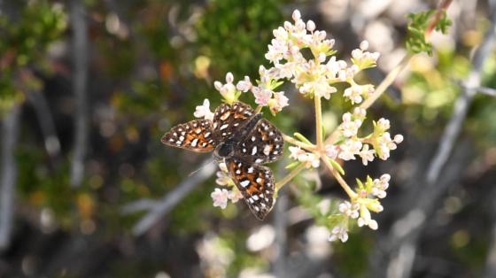 butterfly