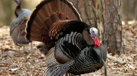 Turkey with tail fanned out