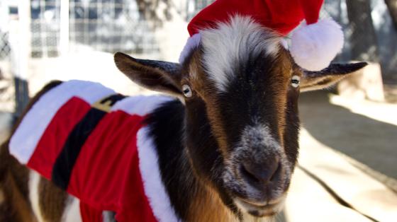 OC Zoo Christmas goat