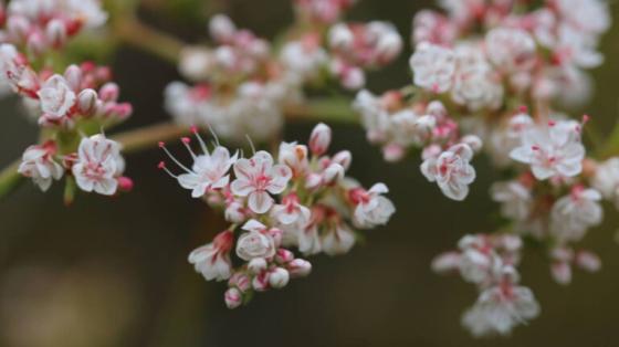 buckwheat flowers